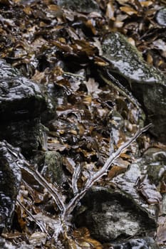 Branches, stones and leaves covered with ice