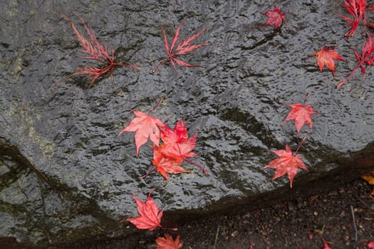 Fallen red leaves on a garden rock