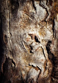 background abstract structures on an old tree trunk