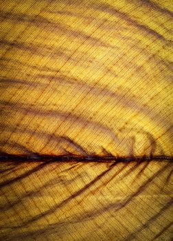 abstract background or texture detail of an old dry banana leaf