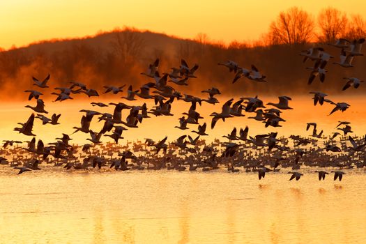 Thousands of migrating Snow Geese ( Chen caerulescens ) fly from a lake at sunrise in Lancaster County, Pennsylvania, USA.