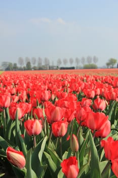 Red tulips growing in a field and a clear blue sky