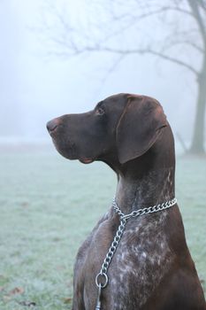 German Shorthaired Pointer two year old male, brown and white