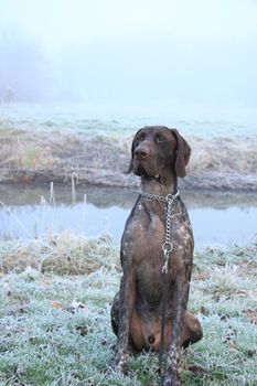 German Shorthaired Pointer two year old male, brown and white