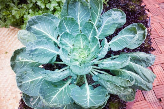 Top view of fresh green vegetable, stock photo