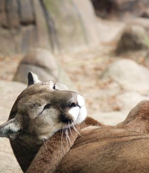 Mountain lion resting with another mountain lion