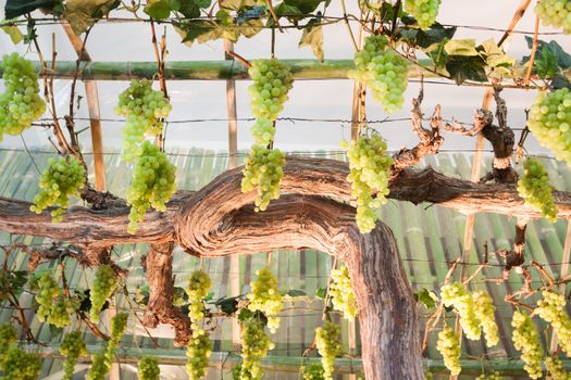 Bunches of grapes hang from a vine, stock photo