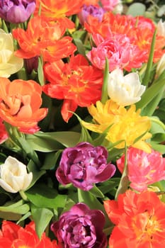 Big tulips in full flower in various colors