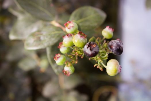 Blueberries ripening on the bush, stock photo