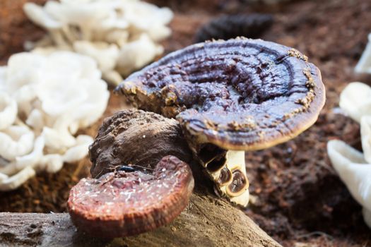 Fresh reishi mushroom for display, stock photo