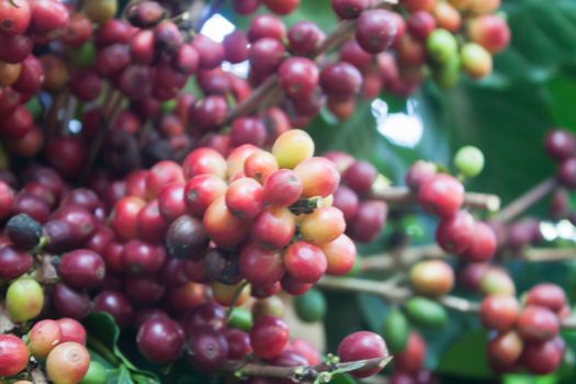 Coffee seeds on a coffee tree, stock photo