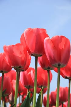 Pink tulips in a sunny field, flower industry