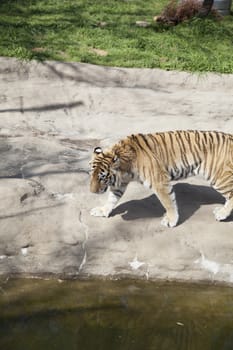 Bengal tiger (Panthera tigris tigris) pacing nervously