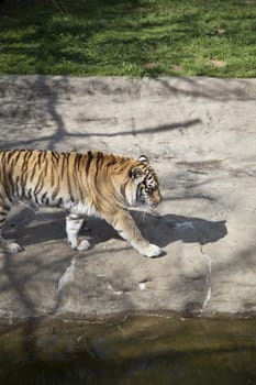 Bengal tiger (Panthera tigris tigris) pacing nervously