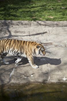 Bengal tiger (Panthera tigris tigris) pacing nervously