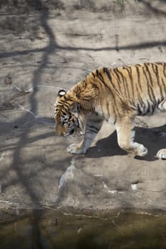 Bengal tiger (Panthera tigris tigris) pacing nervously