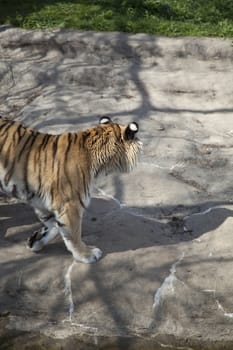 Bengal tiger (Panthera tigris tigris) pacing nervously