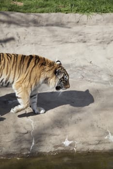 Bengal tiger (Panthera tigris tigris) pacing nervously