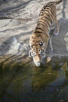 Bengal tiger (Panthera tigris tigris) drinking from a pond