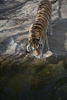 Bengal tiger (Panthera tigris tigris) drinking from a pond