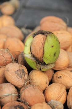 Fresh harvested walnuts in autumn sunlight