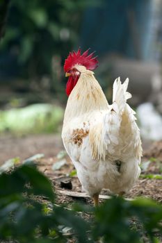 Image of a chicken on nature background. Farm animals.