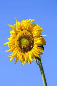 Image of sunflower on sky background.