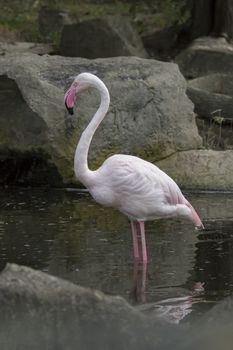 Image of a flamingo on nature background in thailand. Wild Animals.