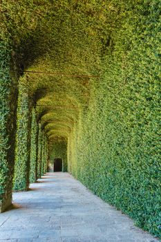 Green greenhouse of ficus repens sunlit located on the castle of AGLIE'