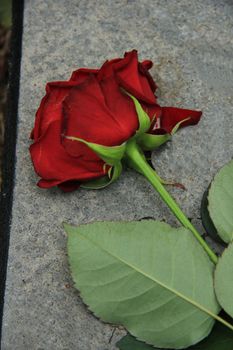 A red rose on a grey gravestone