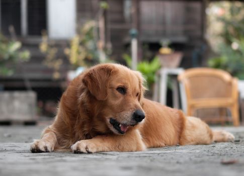 COLOR PHOTO OF GOLDEN RETRIEVER GAZING AT SOMETHING