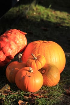 A group of bright orange pumpkins for fall decorations