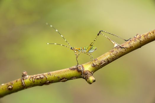 An immature katydid nymph on a grass