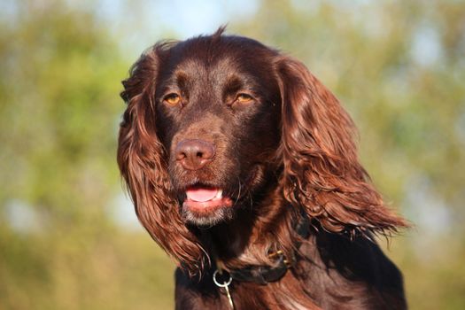 Close up of liver coloured working type cocker spaniel pet gundog head