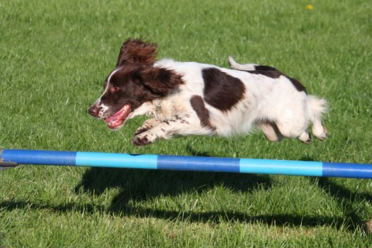 english springer spaniel doing agility