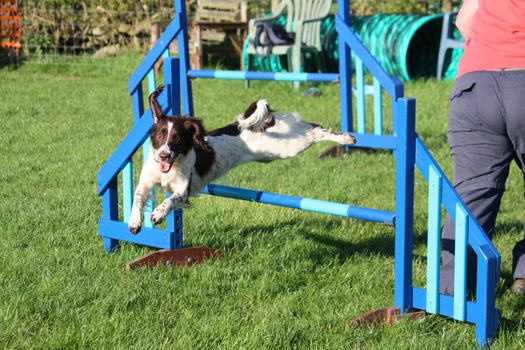 english springer spaniel doing agility