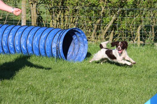 english springer spaniel doing agility