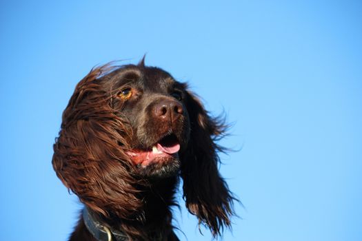 Close up of liver coloured working type cocker spaniel pet gundog head