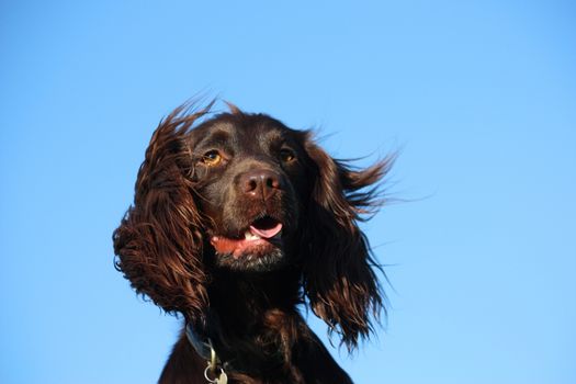 Close up of liver coloured working type cocker spaniel pet gundog head