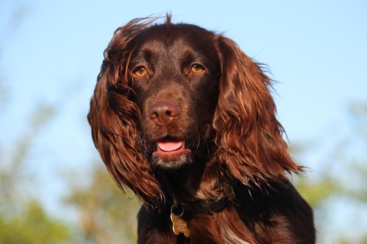 Close up of liver coloured working type cocker spaniel pet gundog head