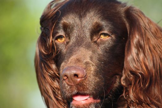 Close up of liver coloured working type cocker spaniel pet gundog head