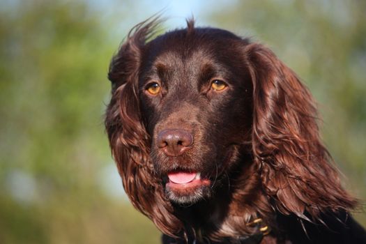 Close up of liver coloured working type cocker spaniel pet gundog head