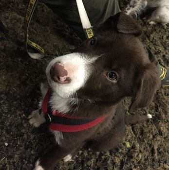 Cute red and white border collie puppy dog pet