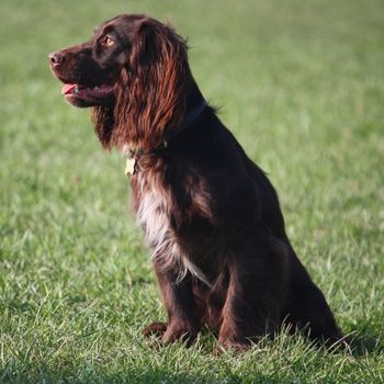 Handsome chocolate working type cocker spaniel puppy dog