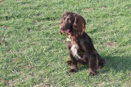 Handsome chocolate working type cocker spaniel puppy dog