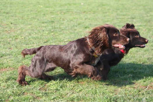 Handsome chocolate working type cocker spaniel puppy dog