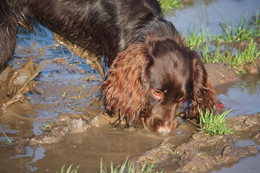 Handsome chocolate working type cocker spaniel puppy dog