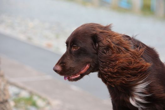 Handsome chocolate working type cocker spaniel puppy dog