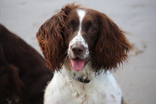 Very cute liver and white working english springer spaniel pet gundog