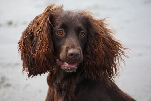 Handsome chocolate working type cocker spaniel puppy dog